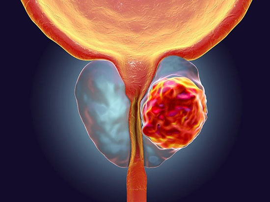 خواص دارویی قارچ طبق تحقیقات گستردهای در سالهای اخیر مشخص شده است