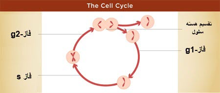 انواع شیمی‌درمانی