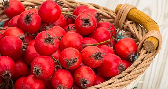 خواص زالزالک از سوی متخصصان تغذیه به اثبات رسیده است