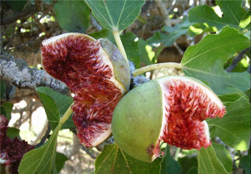 یکی از خواص انجیر سیاه زیبایی پوست است