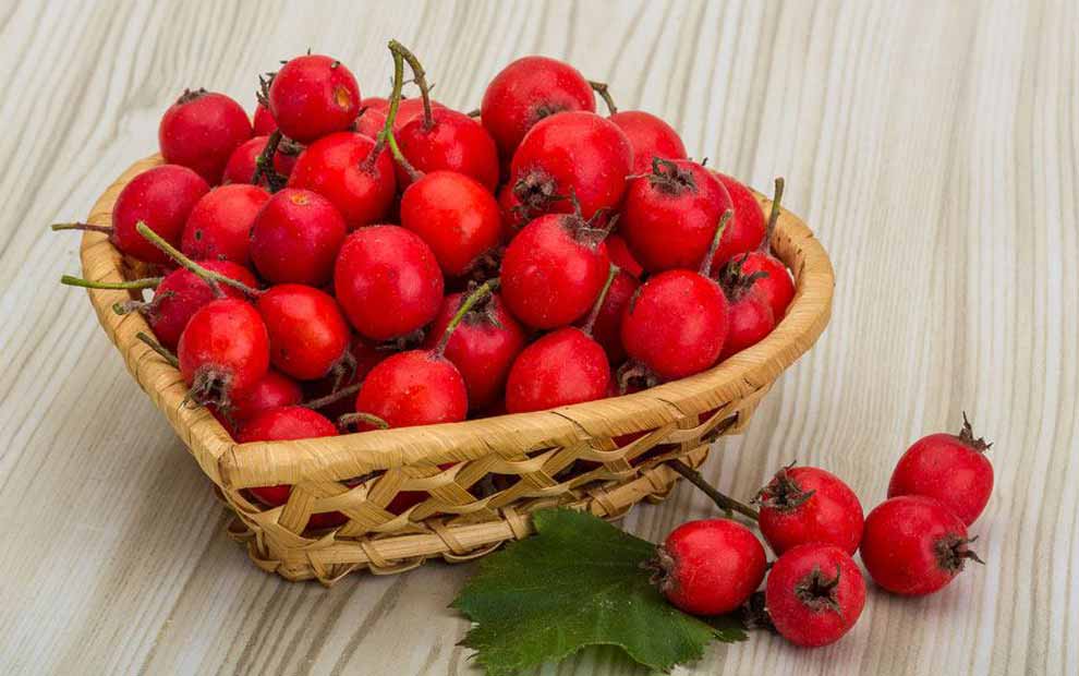 خواص زالزالک کوهی برای بارداری، کاهش وزن و کلسترول خون