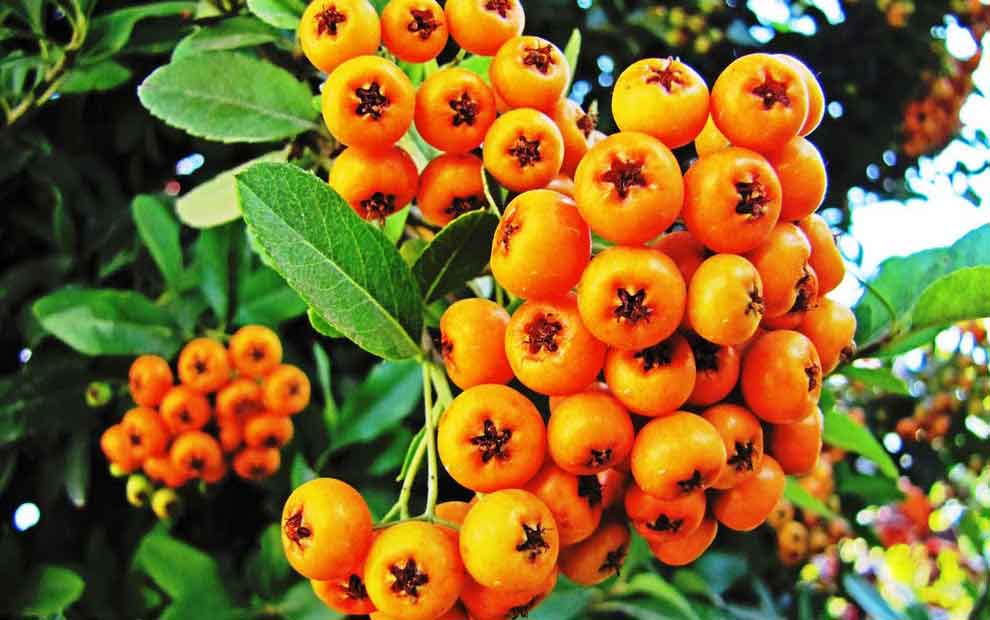 یکی دیگر خواص زالزاک تقویت سیستم گوارش است