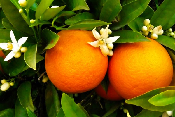 Citrus-aurantium tea