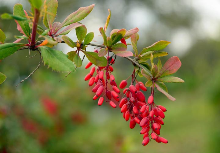 یک خاصیت زرشک قرمز تسکین التهابات و عفونت مثانه