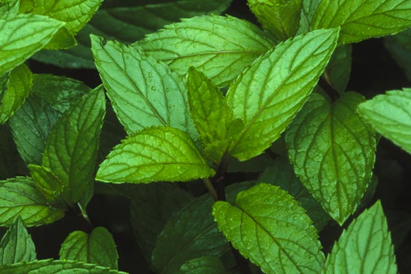 Peppermint-tea