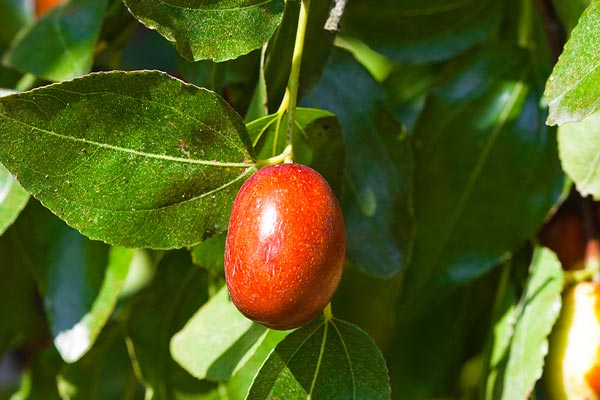 jujube-tree
