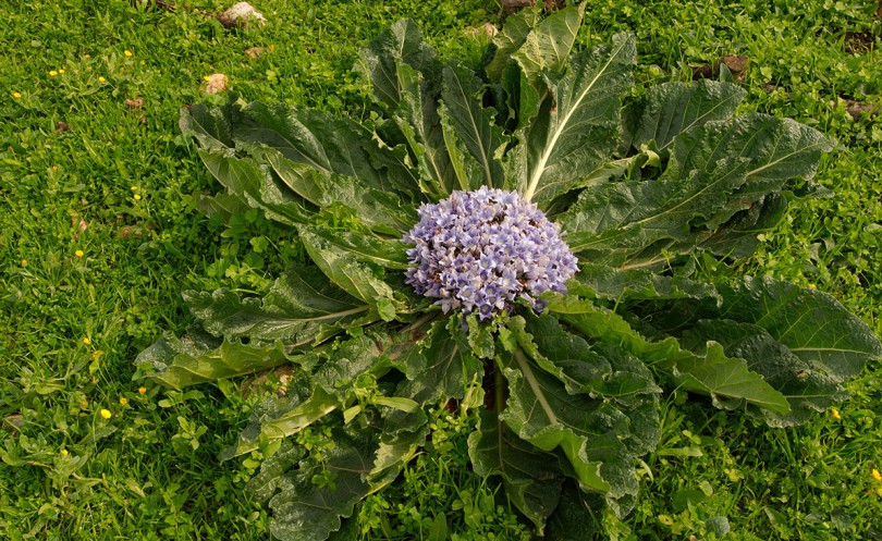 خواص معجزه‌ آسای دمنوش مهرگیاه برای لاغری و تناسب اندام