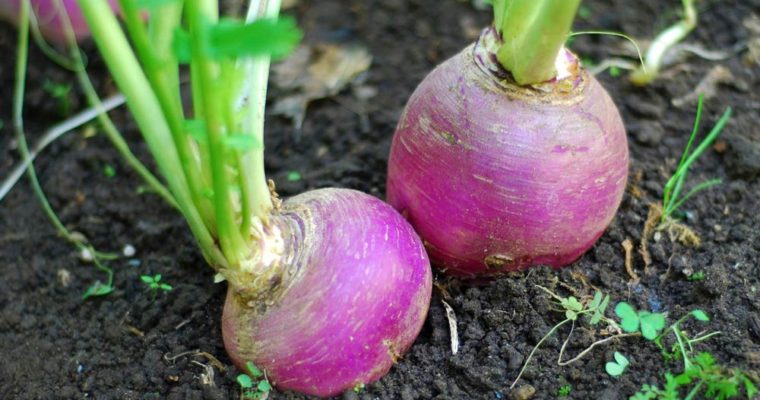 یکی از خواص شلغم تقویت سیستم ایمنی بدن است.