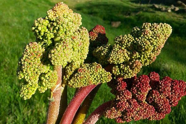 What-is-rhubarb