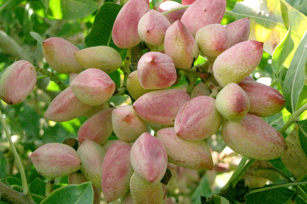 یکی از خواص خوردن پسته در بارداری کمک به رشد بهتر استخوان بندی جنین است