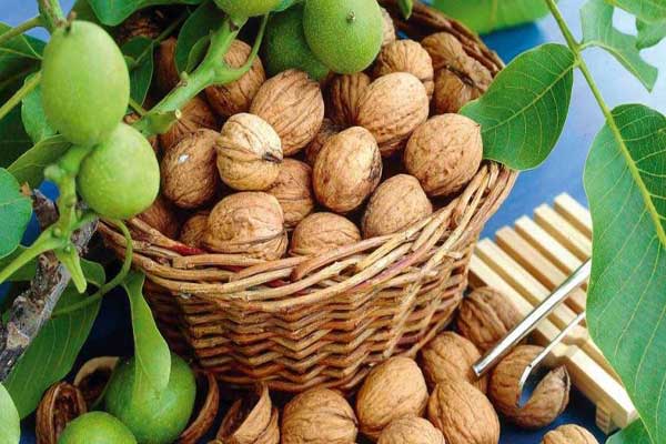 خواص گردو تازه در بارداری / از تقویت هوش فرزند تا درمان