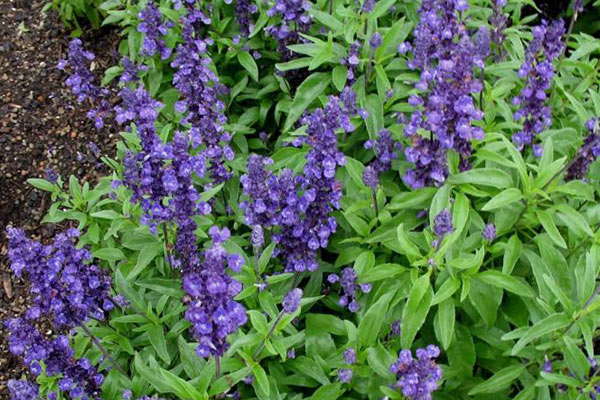 این خاصیت یکی از مهمترین دلایل خواص مریم گلی برای پوست است.