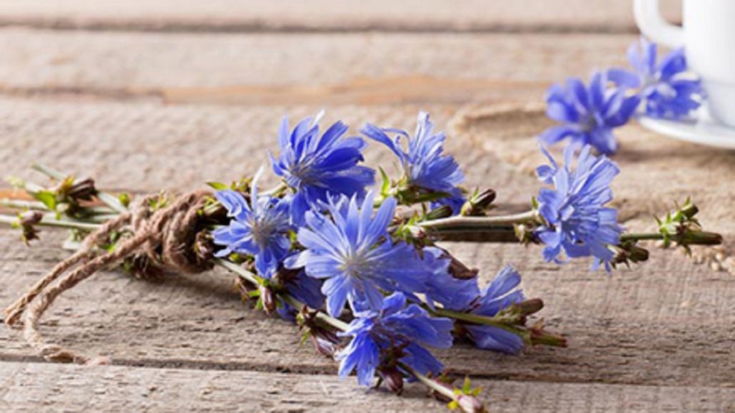 یکی دیگر از خواص عرق کاسنی پیشگیری از ابتلا به دردهای مفصلی و آرتروز است. 