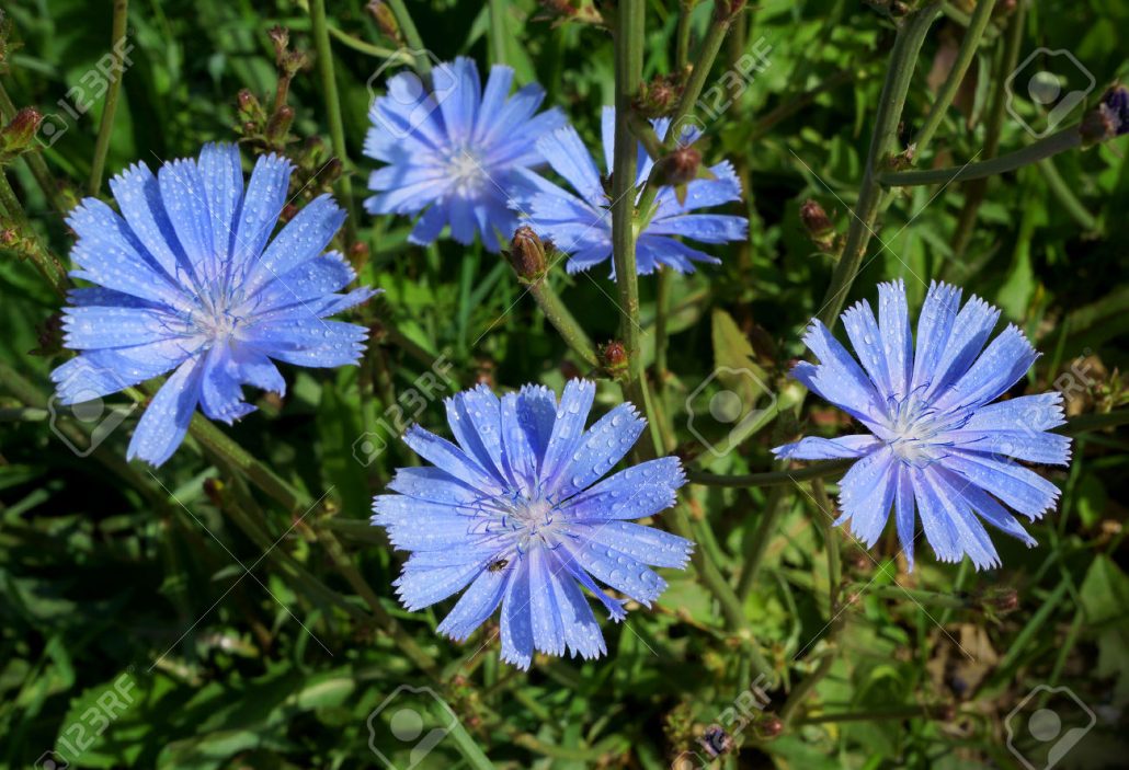 یکی دیگر از خواص عرق کاسنی دفع مواد زائد از طریق ادرار است. 