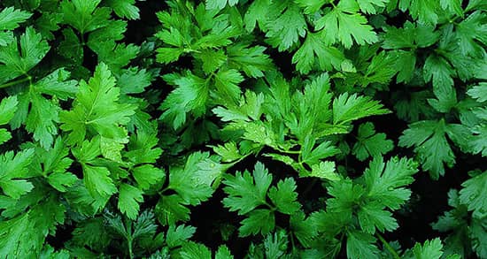 یکی از خواص جعفری تازه به ویژگی ضدباکتریایی آن مربوط می‌شود