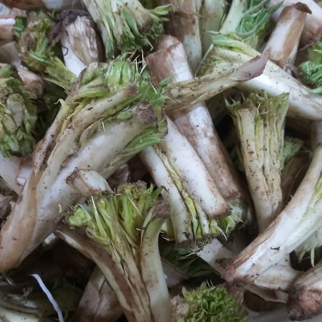 10 خاصیت کنگر وحشی /