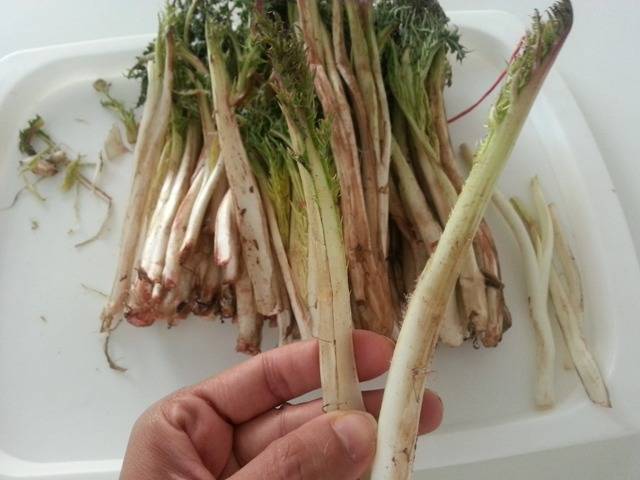 یکی از خواص کنگر درمان کم خونی است.