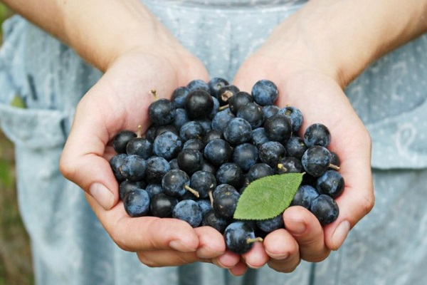 بلوبری و لاغری