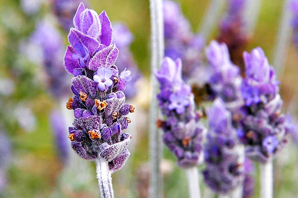 Lavender to relax during panic attacks