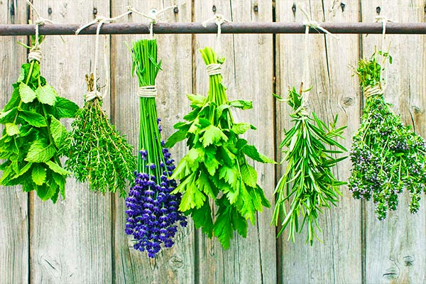 herbs-and-spices-with-medicinal-properties