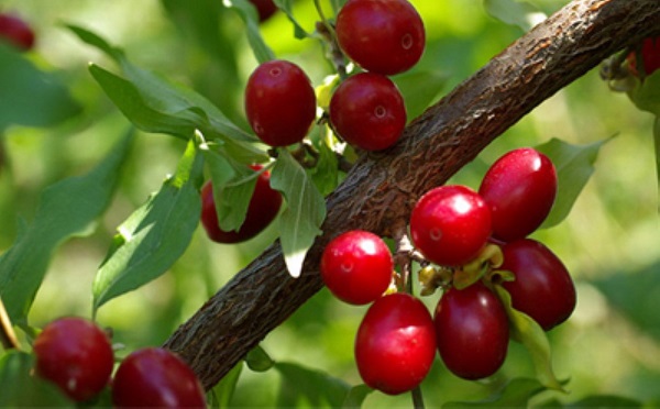 موادغذایی ضد سرطان پستان