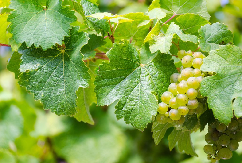 خواص برگ مو و روش نگهداری آن برای مدت طولانی