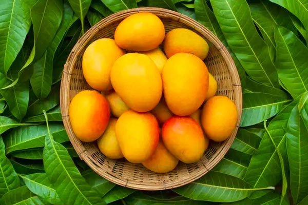 Have-you-ever-tried-mango-smoothie-and-pickle