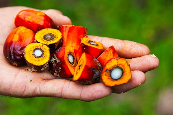 Is-palm-consumption-good-or-bad