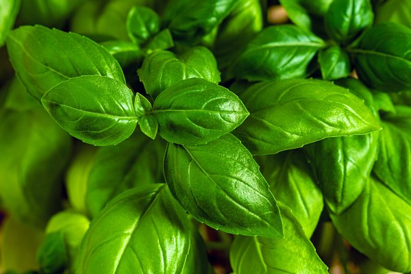 چرا ریحان در طب سنتی کاربرد دارد؟