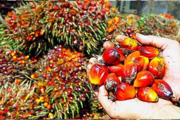 palm-oil