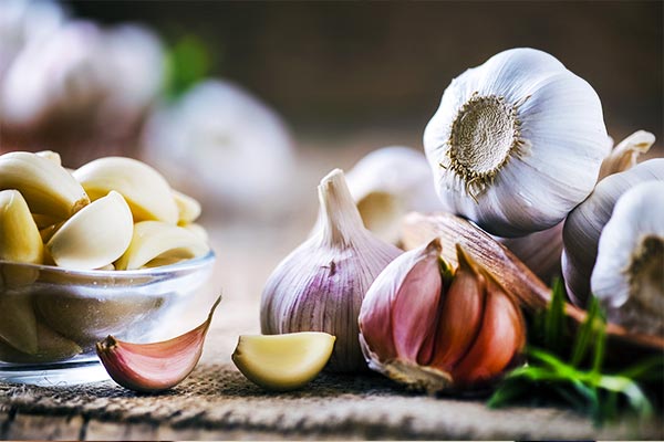 10-items-of-medicinal-properties-of-garlic