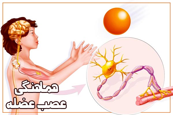 Nerve-and-muscle-coordination