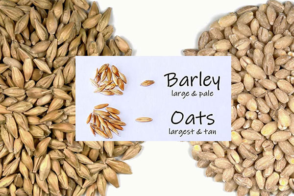 تفاوت جو و جودوسر