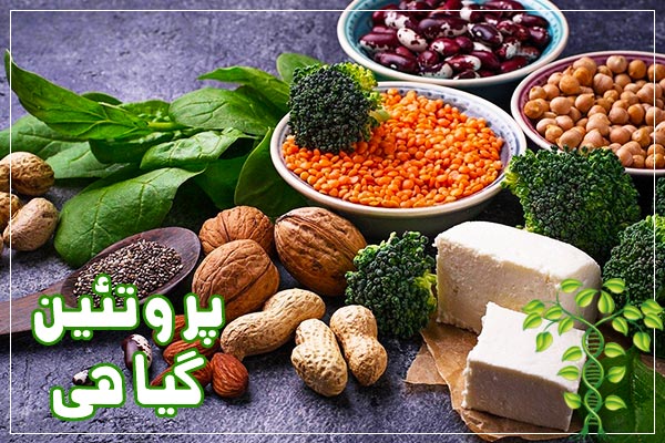پروتئین گیاهی جایگزین گوشت