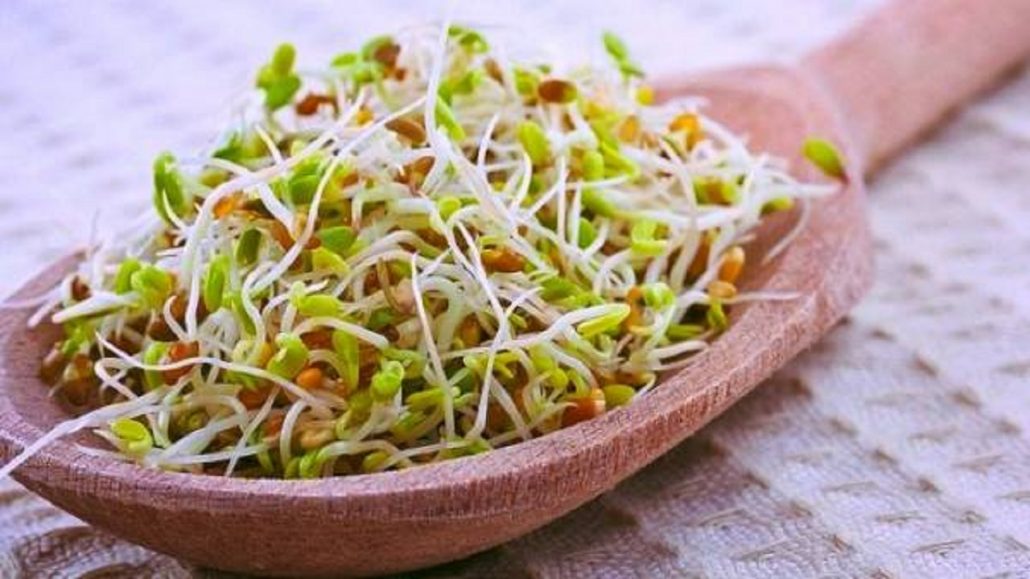 طرز تهیه جوانه گندم