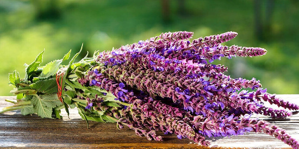 درمان گیاهی آفت دهان