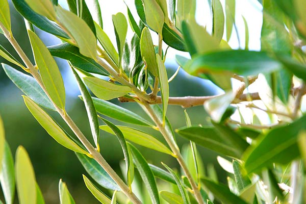 خواص برگ زیتون برای کبد چرب