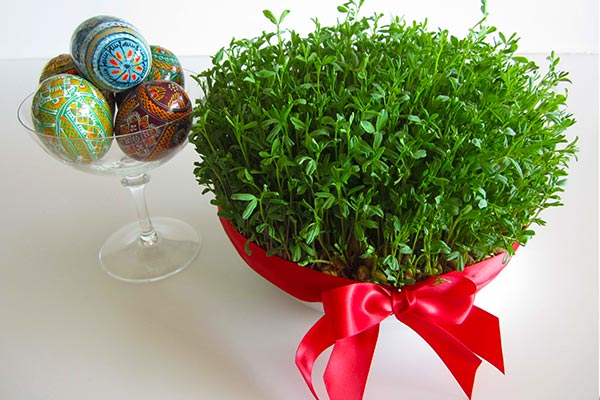 سبزه خرفه چند روزه سبز میشود