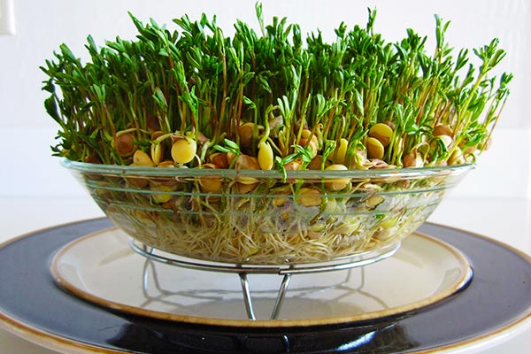 سبزه عید با عدس