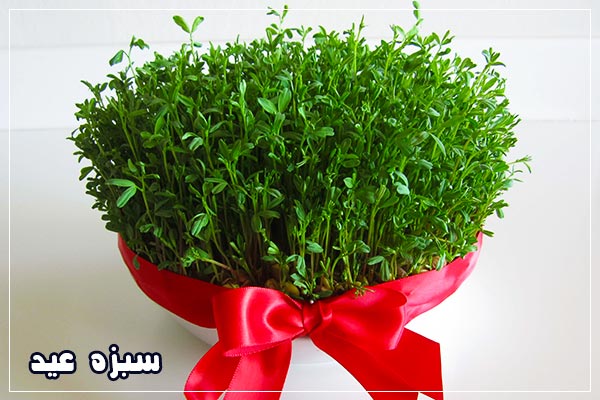 انواع سبزه عید