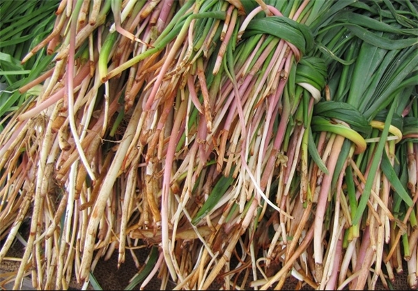 دمنوش مناسب برای دفع سنگ کلیه