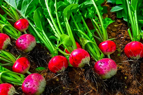 برگ تربچه در چه غذاهایی استفاده میشود