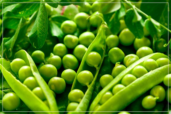 خاصیت نخود فرنگی