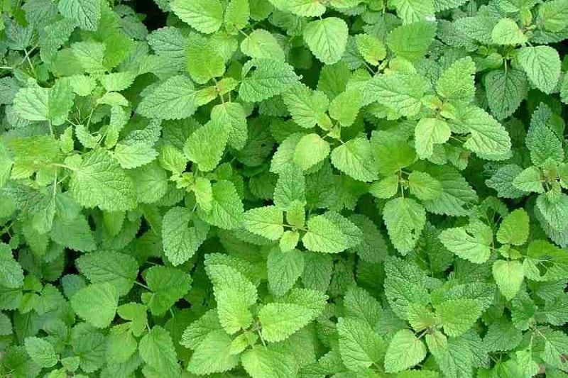 خواص بادرنجبویه در قاعدگی 