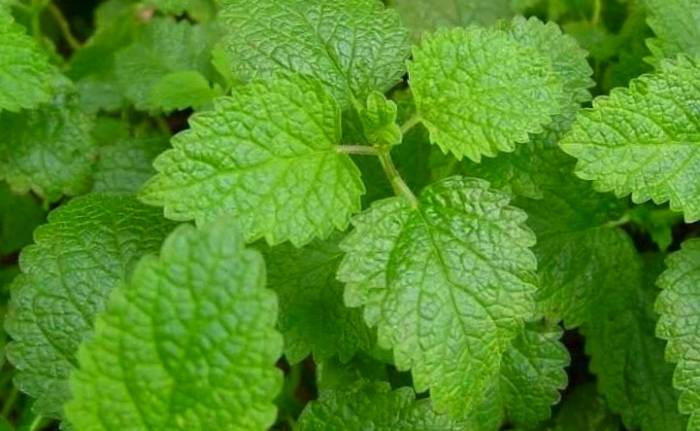 بادرنجبویه و یبوست