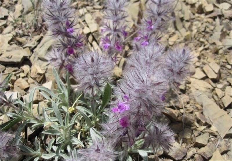 چای کوهی برای چی خوبه