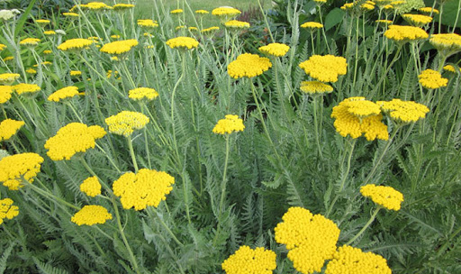 چای بومادران