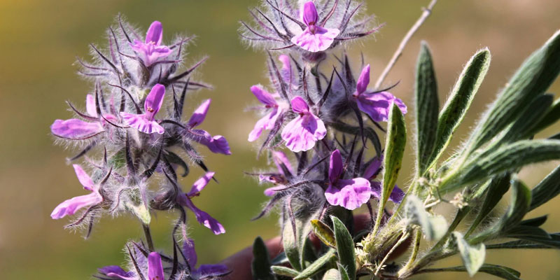 خواص چای کوهی برای کیست تخمدان