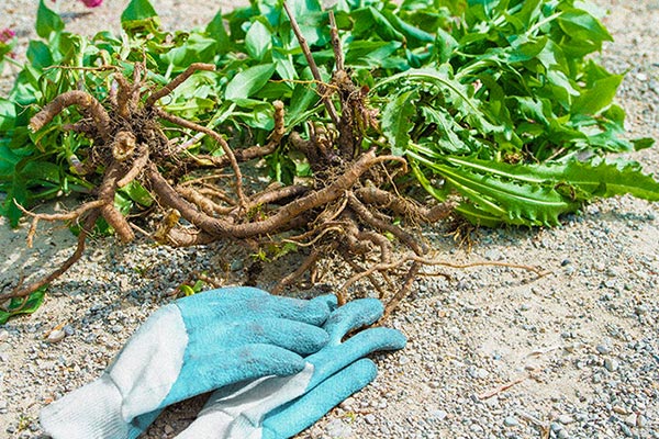 عوارض دمنوش سنبل الطیب