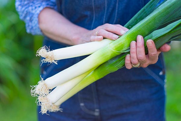 کدام قسمت تره فرنگی خوراکیست؟